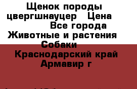 Щенок породы  цвергшнауцер › Цена ­ 30 000 - Все города Животные и растения » Собаки   . Краснодарский край,Армавир г.